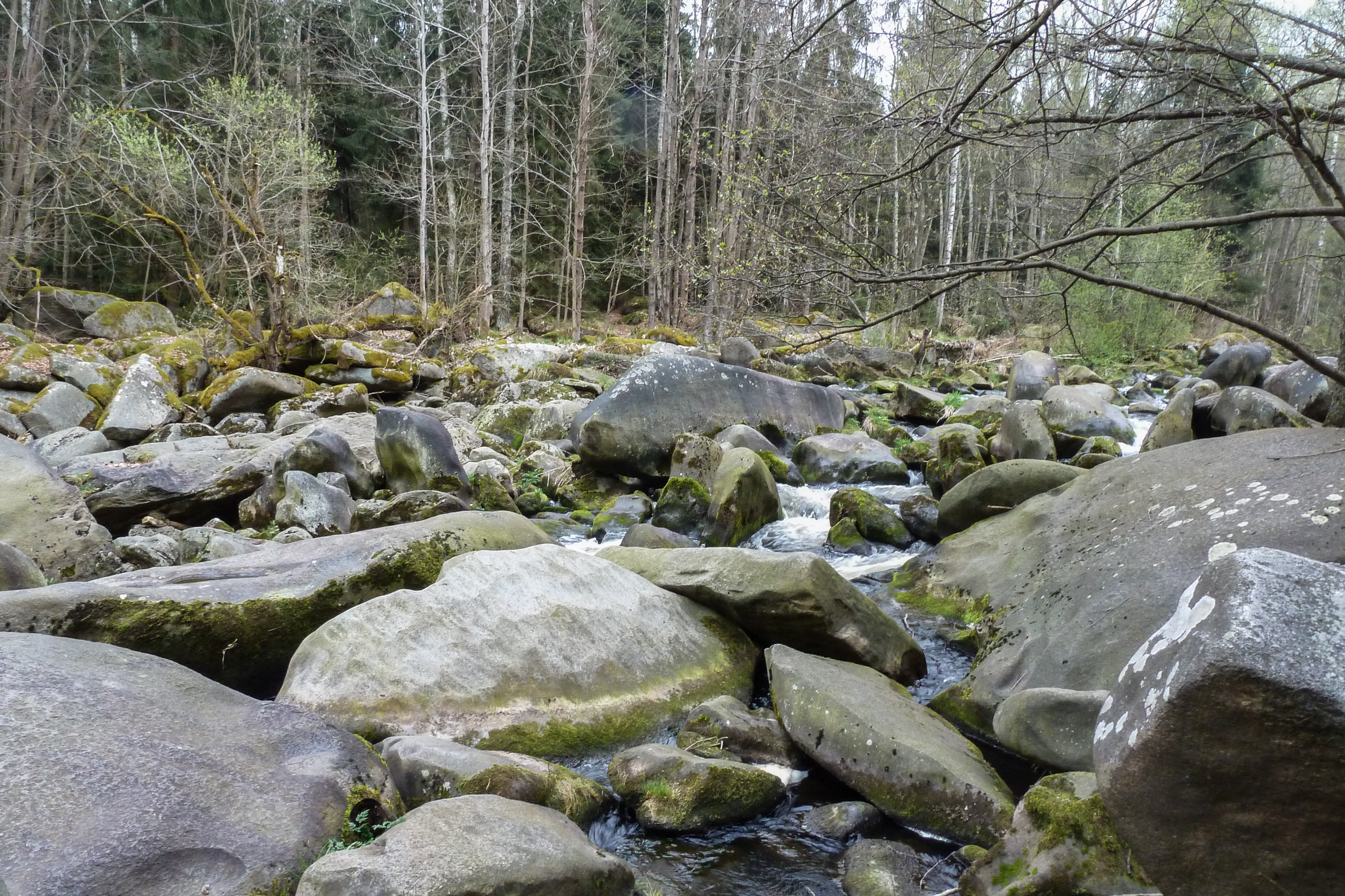 Bemooste Steine im Flussbett